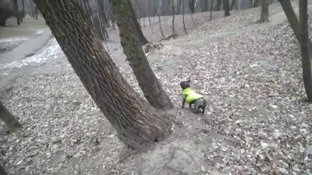 Французский бульдог Альма . Охота на белку