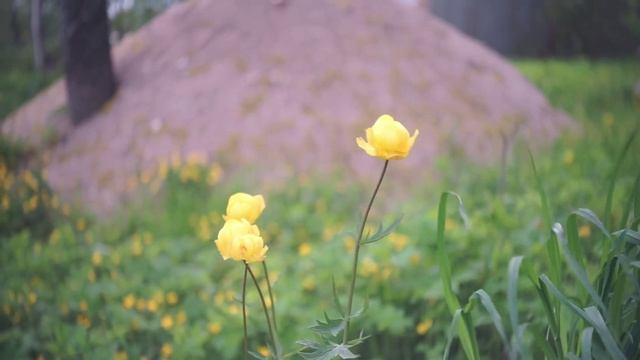 F86d801e8a15c022e183820b124bd4ed