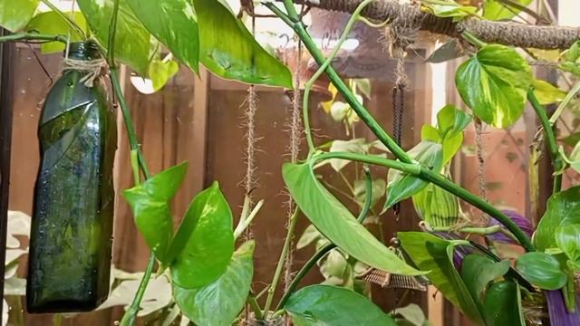 How To Take Care Of Indoor Water Plants| Indoor Water Garden Tips