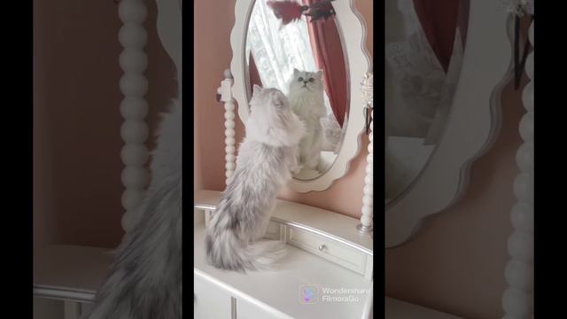 Иллария Эль Мон Ами, питомник Винтерфелл, Санкт-Петербург