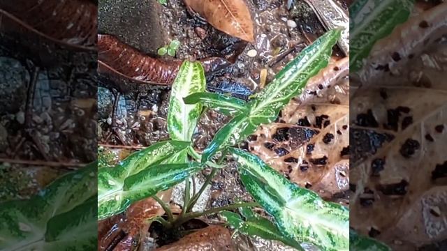 လေသန့်ပင်/Arrowhead Plant/Syngonium Podophyllum/Alismataceae Family/Nepthytis Plants/Araceae Family
