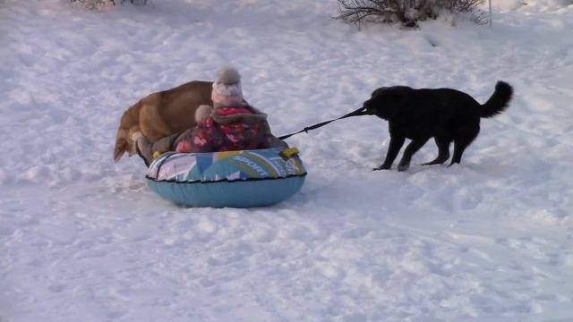 Испанский мастиф. щенок. Spanish Mastiff