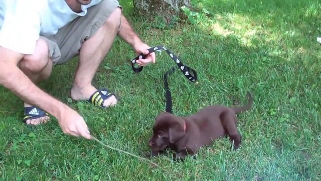 Black Lab Vs Chocolate Lab - Compare And Contrast The Popular Labs