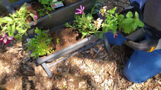 Planting Colorful, Full Sun Annuals In Our Vertical Planter 😃