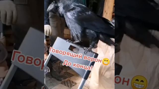 ГОВОРЯЩИЙ ВОРОН