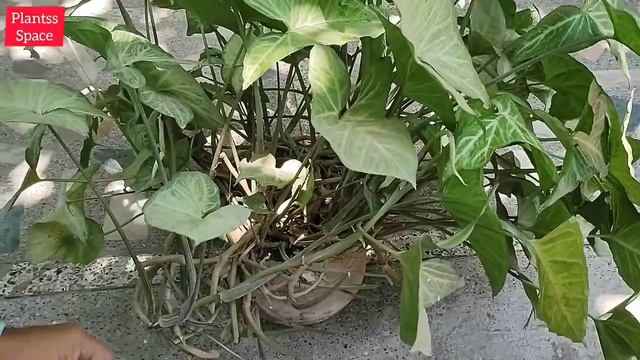 648:- Syngonium Plant / Arrowhead Plant / How To Make Your Plant Beautiful