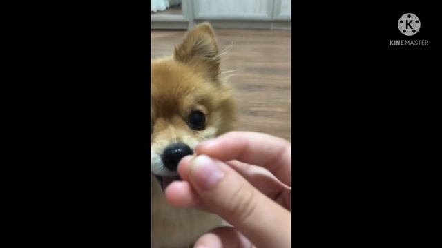 Три простых трюка для собак!