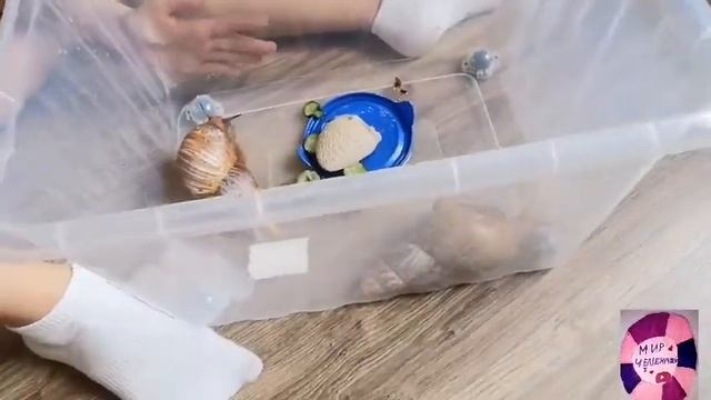 Обзор на контейнер из фикс прайс для улиток