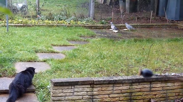 Black Hunter In My Garden :) Panasonic Fz35 Fz38