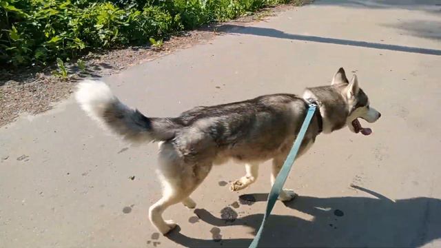 Всем неравнодушным- большая благодарность🙏🙏🙏🙏👍😘💖 ,значит будем дальше жить ...☀️🐺🐾 ...