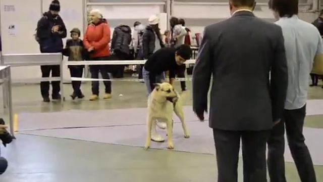 Аманауз Ларина из питомника 