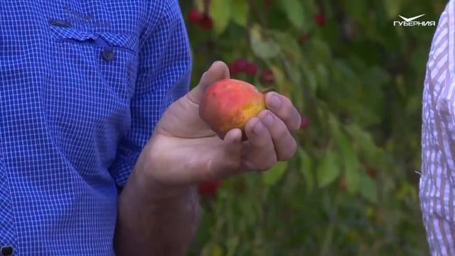 Сорта груши