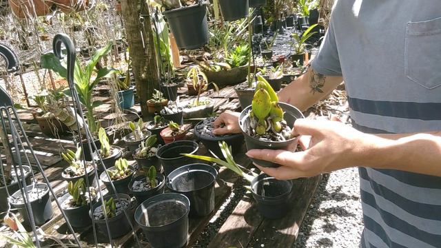 Replante De Cattleya Elongata, Cattleya Sincorana E Encyclia Alboxanthina.