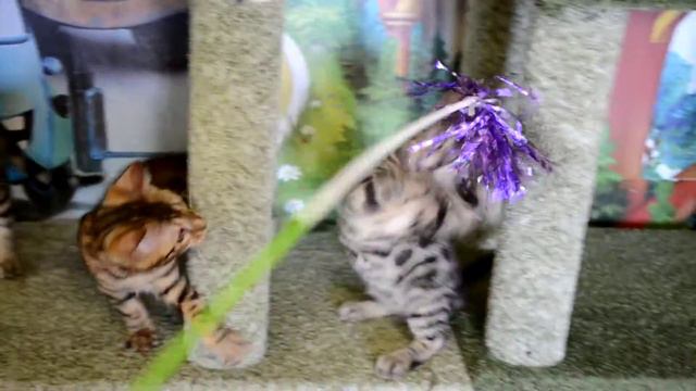 бенгальские котята.питомник BENMAN