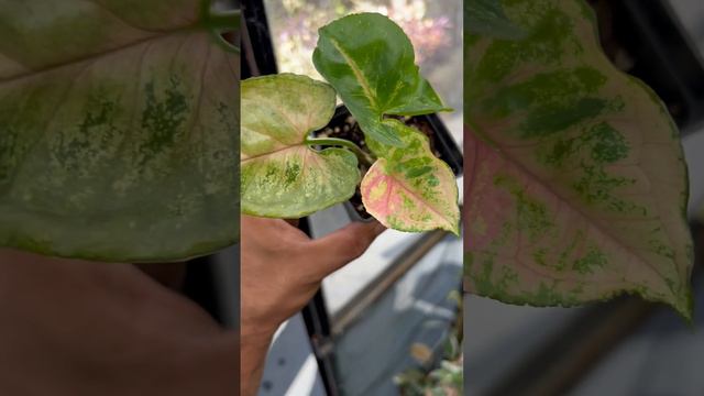 #syngoniumStrawberyIce L Rare Syngonium