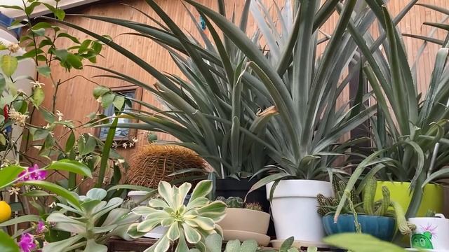 Будни, полив растений и воздушных отводок