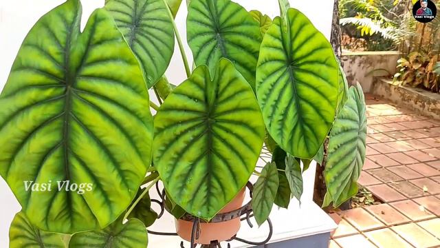 പൂ ചെടികളുടെ കൊട്ടാരം | Flower Plants | Hanging Plants | Garden Ideas For Home | DIY | Vasi Vlogs