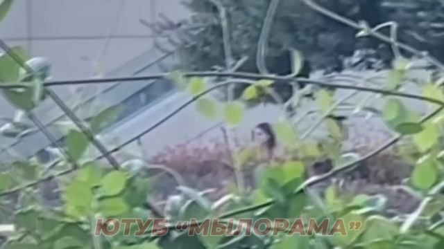 Окрашивание и стайлинг