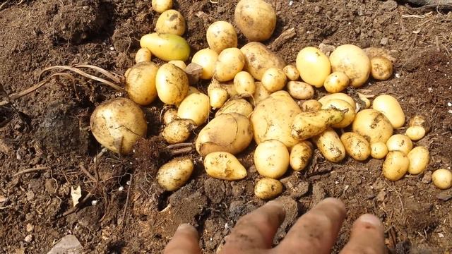 New Potato In June First 2017