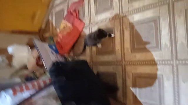 Кошка натаскивает котёнка на мышей.