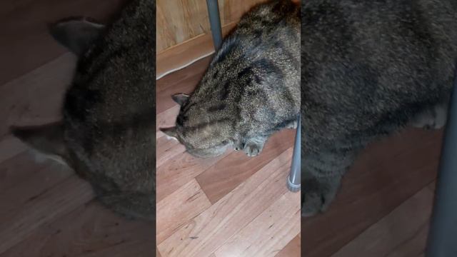 Кот замучил мышь!