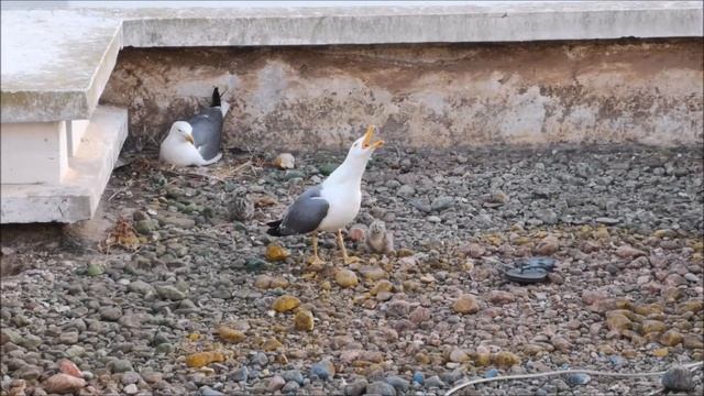 У НАС ПОТОМСТВО ЧАЙКИ ВЫВЕЛИ ПТЕНЦОВ - ОТПУСК В МАРОККО