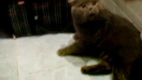 Говорящий КОТЭ