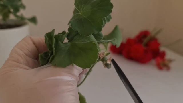 Как я черенкую пеларгонии