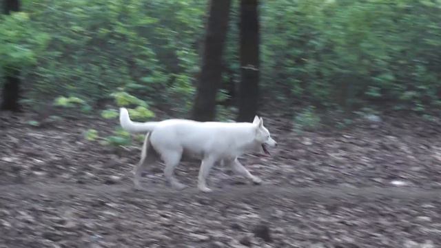 Хаскин Юбилей. Сегодня нам полгода. 29 апреля 2018 года. Ч. 5