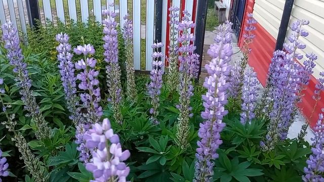 Расцвел полевой цветок Люпин в палисаднике из леса.