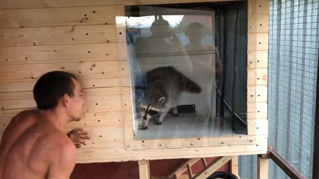 Енот полоскун Вася