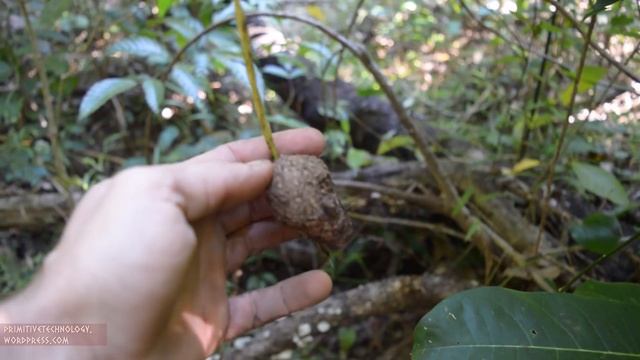 Primitive Technology  Yam, Cultivate And Cook