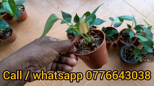 8f7e398014248658ed5a574e4e4bfe2f