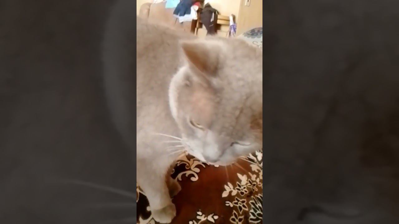 621eefe66f4ec12e5ee58f0bedd18371