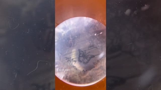 Бабочка на ногтях ? #shorts #nails #nailart #nails