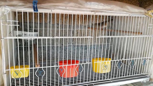 COMO PREPARAR CANARIAS Y CANARIOS PARÁ LA TEMPORADA DE CRÍA PARTE 5 AVIARIO LA CRI MX