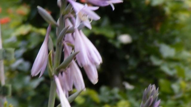 Bilder Eingefangen Mit Fuji Fine Pix S5700 Images Captured With A Fuji Fine Pix S5700