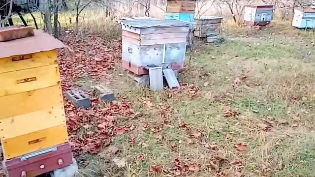 Тёплая осень. Риски для пчел.