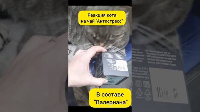 Реакция кота на чай с 