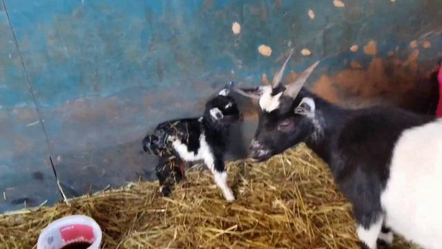 Little Merlin Tiny Newborn Nigerian/dwarf Goat