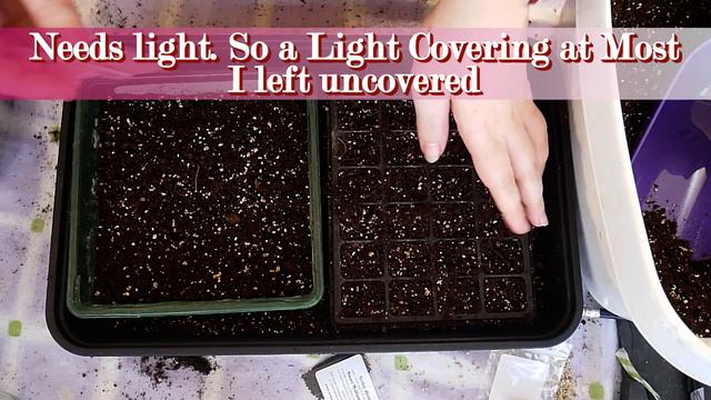 Petunias Etc. Why No Vids. Sow & Tell | Allotment Growing - Enplotment