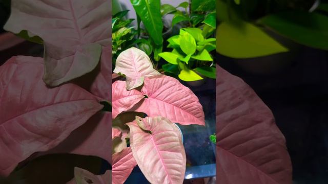 This Budget-conscious Syngonium Fulfills All My Pink Plant Needs 💖 #plants #syngonium #pink #leaf