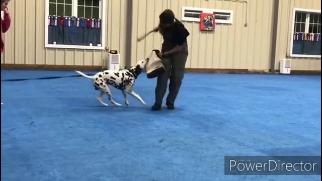 Dalmatian IGP/Schutzhund Protection Training