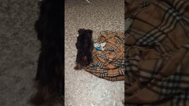 Падает на ровном месте))