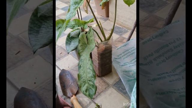 Packing Orders #philodendron #syngonium 🤠🫣☘️#blackmagic #colocasia 🙂