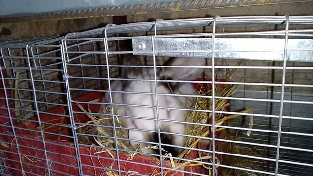 Крольчиха готовитка к окролу