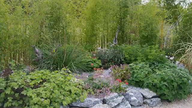 Pelargoniums Planète 1.wmv