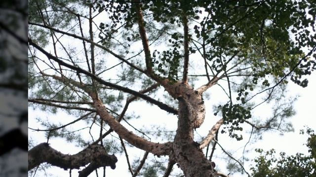 힐링음악, 명상음악, 기치료음악, Healing, meditation music Лечебная музыка, музыка для медитации canon 350d 50mm