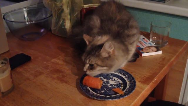 Кошка трётся об морковку