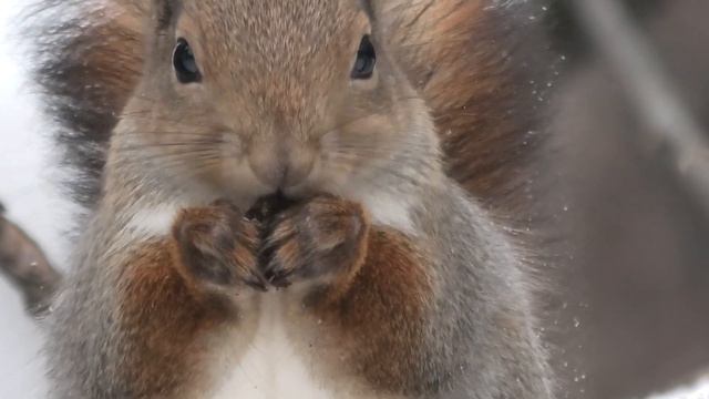 Белочка замерла #шарташ